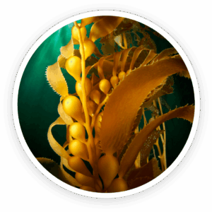 Kelp Powder (leaf)