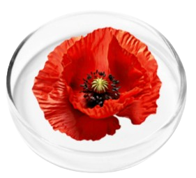 Nervovive California Poppy_Seed