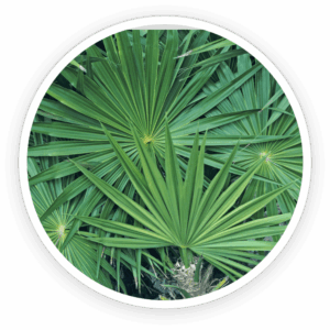 Saw Palmetto