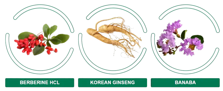 Slimberine Ingredients