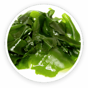 Wakame Extract (leaf)